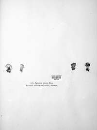 Schizophyllum commune image